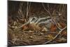 Woodcock in Hiding-Wilhelm Goebel-Mounted Giclee Print