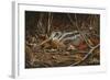 Woodcock in Hiding-Wilhelm Goebel-Framed Giclee Print