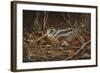 Woodcock in Hiding-Wilhelm Goebel-Framed Giclee Print