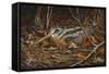 Woodcock in Hiding-Wilhelm Goebel-Framed Stretched Canvas