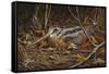 Woodcock in Hiding-Wilhelm Goebel-Framed Stretched Canvas