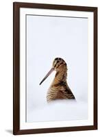 Woodcock in snow, Berwickshire, Scotland-Laurie Campbell-Framed Photographic Print