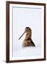 Woodcock in snow, Berwickshire, Scotland-Laurie Campbell-Framed Photographic Print