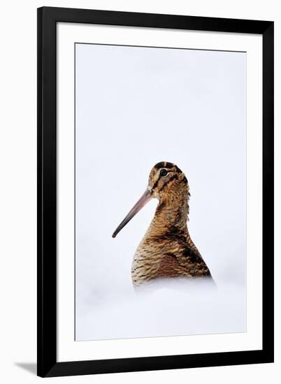 Woodcock in snow, Berwickshire, Scotland-Laurie Campbell-Framed Photographic Print