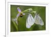 Woodcock Orchid (Ophrys Cornuta-Scolopax) With Black Veined White Butterflies (Aporia Crataegi)-Widstrand-Framed Photographic Print