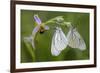 Woodcock Orchid (Ophrys Cornuta-Scolopax) With Black Veined White Butterflies (Aporia Crataegi)-Widstrand-Framed Photographic Print