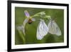 Woodcock Orchid (Ophrys Cornuta-Scolopax) With Black Veined White Butterflies (Aporia Crataegi)-Widstrand-Framed Photographic Print