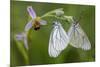 Woodcock Orchid (Ophrys Cornuta-Scolopax) With Black Veined White Butterflies (Aporia Crataegi)-Widstrand-Mounted Photographic Print