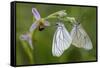 Woodcock Orchid (Ophrys Cornuta-Scolopax) With Black Veined White Butterflies (Aporia Crataegi)-Widstrand-Framed Stretched Canvas