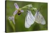 Woodcock Orchid (Ophrys Cornuta-Scolopax) With Black Veined White Butterflies (Aporia Crataegi)-Widstrand-Stretched Canvas