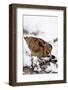 Woodcock probing for invertebrate prey in marsh in wintry conditions, Berwickshire, Scotland-Laurie Campbell-Framed Photographic Print