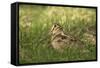 Woodcock (Scolopax Rusticola) Adult in Spring, Scotland, UK, April-Mark Hamblin-Framed Stretched Canvas