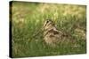 Woodcock (Scolopax Rusticola) Adult in Spring, Scotland, UK, April-Mark Hamblin-Stretched Canvas