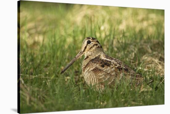 Woodcock (Scolopax Rusticola) Adult in Spring, Scotland, UK, April-Mark Hamblin-Stretched Canvas