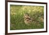 Woodcock (Scolopax Rusticola) Adult in Spring, Scotland, UK, April-Mark Hamblin-Framed Photographic Print