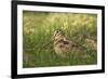 Woodcock (Scolopax Rusticola) Adult in Spring, Scotland, UK, April-Mark Hamblin-Framed Photographic Print