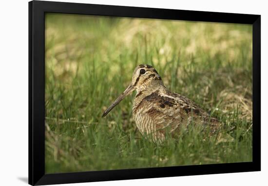 Woodcock (Scolopax Rusticola) Adult in Spring, Scotland, UK, April-Mark Hamblin-Framed Photographic Print