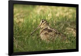 Woodcock (Scolopax Rusticola) Adult in Spring, Scotland, UK, April-Mark Hamblin-Framed Photographic Print