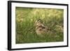 Woodcock (Scolopax Rusticola) Adult in Spring, Scotland, UK, April-Mark Hamblin-Framed Photographic Print