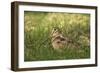 Woodcock (Scolopax Rusticola) Adult in Spring, Scotland, UK, April-Mark Hamblin-Framed Photographic Print