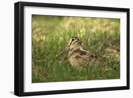 Woodcock (Scolopax Rusticola) Adult in Spring, Scotland, UK, April-Mark Hamblin-Framed Photographic Print