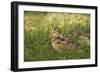 Woodcock (Scolopax Rusticola) Adult in Spring, Scotland, UK, April-Mark Hamblin-Framed Photographic Print