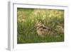 Woodcock (Scolopax Rusticola) Adult in Spring, Scotland, UK, April-Mark Hamblin-Framed Photographic Print