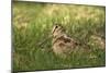 Woodcock (Scolopax Rusticola) Adult in Spring, Scotland, UK, April-Mark Hamblin-Mounted Photographic Print