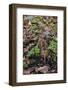 Woodcock (Scolopax Rusticola) Camouflaged and Resting in Leaf Litter-Robert Thompson-Framed Photographic Print