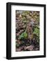 Woodcock (Scolopax Rusticola) Camouflaged and Resting in Leaf Litter-Robert Thompson-Framed Photographic Print