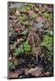 Woodcock (Scolopax Rusticola) Camouflaged and Resting in Leaf Litter-Robert Thompson-Mounted Photographic Print