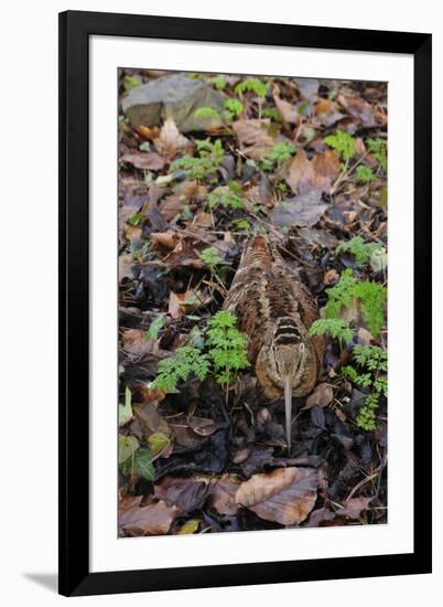 Woodcock (Scolopax Rusticola) Camouflaged and Resting in Leaf Litter-Robert Thompson-Framed Photographic Print