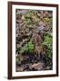 Woodcock (Scolopax Rusticola) Camouflaged and Resting in Leaf Litter-Robert Thompson-Framed Photographic Print