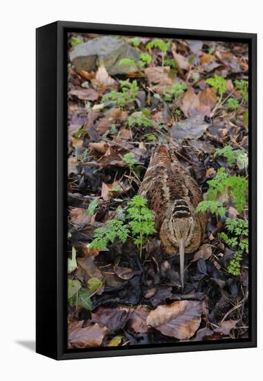 Woodcock (Scolopax Rusticola) Camouflaged and Resting in Leaf Litter-Robert Thompson-Framed Stretched Canvas