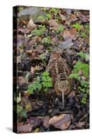 Woodcock (Scolopax Rusticola) Camouflaged and Resting in Leaf Litter-Robert Thompson-Stretched Canvas