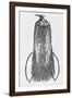 Woodcut Illustration of Bird-of-paradise-Middle Temple Library-Framed Photographic Print