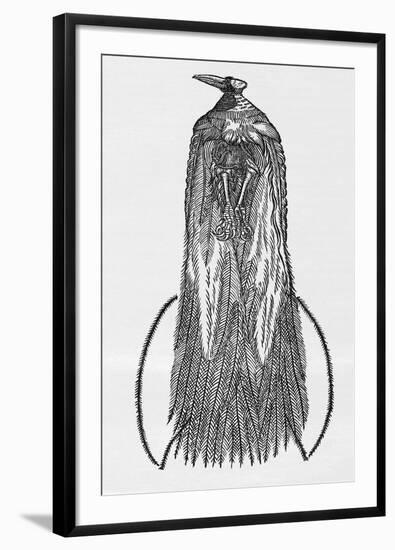 Woodcut Illustration of Bird-of-paradise-Middle Temple Library-Framed Photographic Print