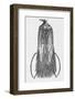Woodcut Illustration of Bird-of-paradise-Middle Temple Library-Framed Photographic Print