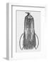 Woodcut Illustration of Bird-of-paradise-Middle Temple Library-Framed Photographic Print