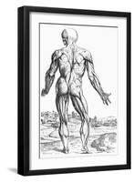 Woodcut Illustration of the Superficial Muscles in Posterior View-Andreas Vesalius-Framed Giclee Print