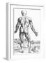 Woodcut Illustration of the Superficial Muscles in Posterior View-Andreas Vesalius-Framed Giclee Print