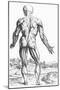 Woodcut Illustration of the Superficial Muscles in Posterior View-Andreas Vesalius-Mounted Giclee Print