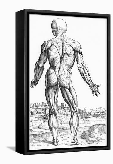 Woodcut Illustration of the Superficial Muscles in Posterior View-Andreas Vesalius-Framed Stretched Canvas