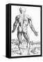 Woodcut Illustration of the Superficial Muscles in Posterior View-Andreas Vesalius-Framed Stretched Canvas