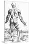 Woodcut Illustration of the Superficial Muscles in Posterior View-Andreas Vesalius-Stretched Canvas