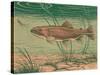 Woodcut of Rainbow Trout-null-Stretched Canvas