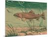 Woodcut of Rainbow Trout-null-Mounted Art Print