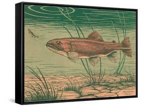 Woodcut of Rainbow Trout-null-Framed Stretched Canvas
