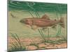 Woodcut of Rainbow Trout-null-Mounted Art Print