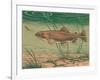 Woodcut of Rainbow Trout-null-Framed Art Print
